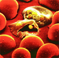Клетка крови
